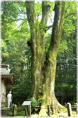 画像:下野八幡宮のケヤキ(幹と並ぶ)