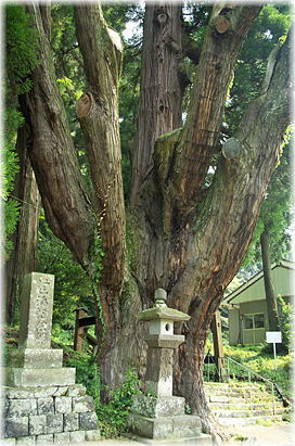 画像:下野八幡宮の逆杉