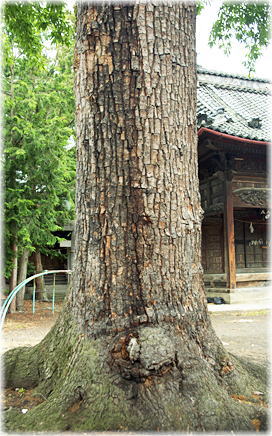 画像:新保豊田神社のクヌギ