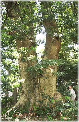 信主神社のタブの木 タブノキ