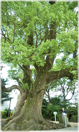 画像:曽根崎老松神社のクスノキ(幹と並ぶ)