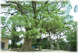 画像:曽根崎老松神社のクスノキ