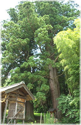 画像:蘇羅彦神社のスギ_1