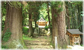 画像:蘇羅彦神社のスギ_2