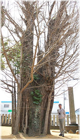 画像:栖養八幡神社のイチョウ(幹と並ぶ)