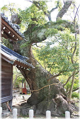 画像:洲本八幡神社のクスノキ