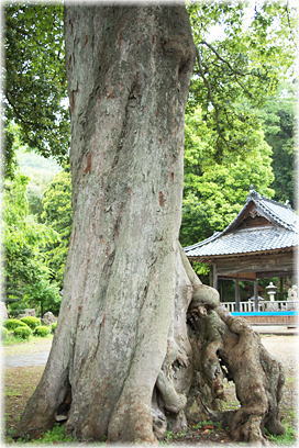 画像:平八幡神社のムクノキ