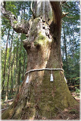 画像:大山寺の大杉