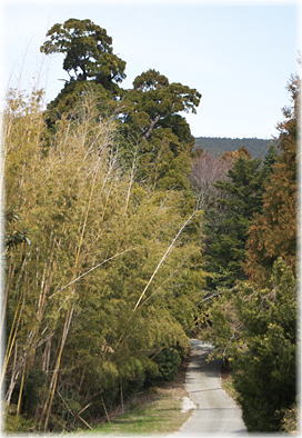 画像:大山寺の大杉(遠景)