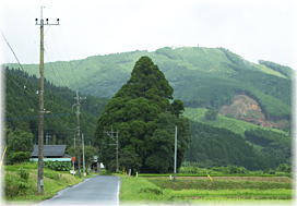 画像:高畑の一本杉(遠景)