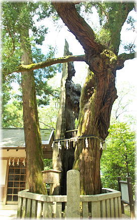 画像:高倉神社の綾杉
