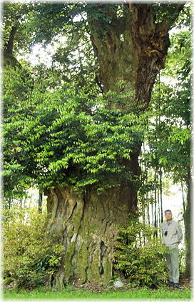 画像:高峰神社のスダジイ(幹と並ぶ)