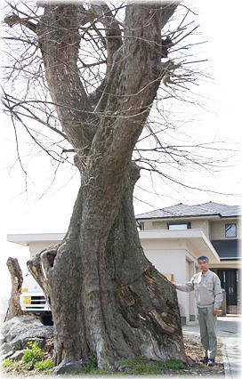 画像:熊野神社前のムクノキ(幹と並ぶ)
