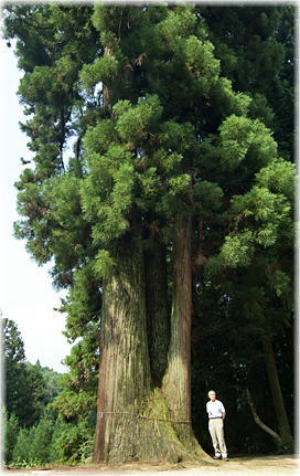 画像:竹森八幡神社のスギ(幹と並ぶ)