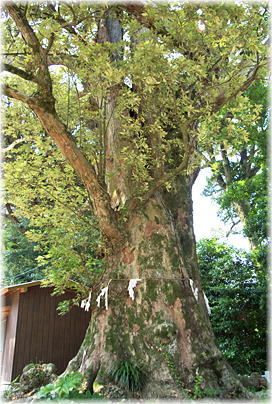 画像:滝部八幡宮のイチイガシ