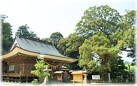 画像:滝部八幡宮のイチイガシ(遠景)