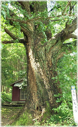 画像:滝下権現神社のイチョウ