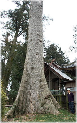 画像:玉太岡神社のムクノキ(幹と並ぶ)