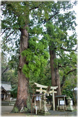 画像:玉木神社の鳥居杉