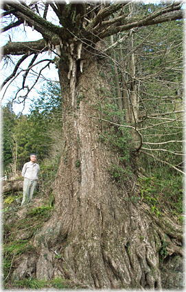画像:寺山の大イチョウ(幹と並ぶ)
