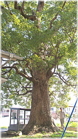 画像:徳命八幡神社のクスノキ(幹と並ぶ)