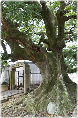 画像:鳥飼八幡宮のホルトノキ_1