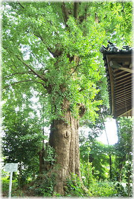 画像:西法寺のイチョウ