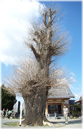 画像:東光寺のイチョウ(幹と並ぶ)