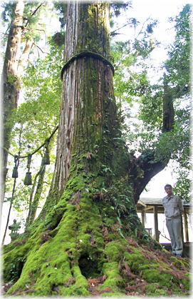 画像:春日神社の大杉(幹と並ぶ)