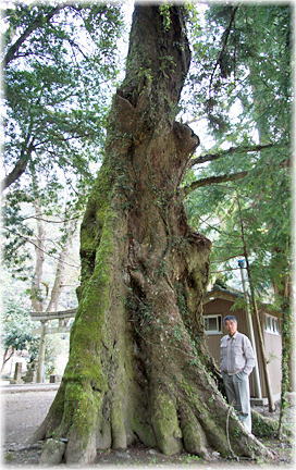 画像:戸別様のムクノキA(幹と並ぶ)
