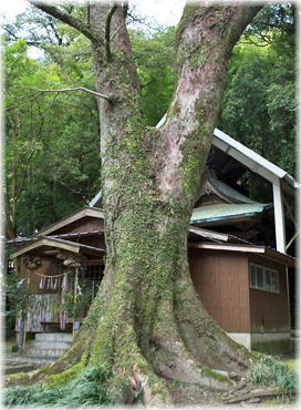 画像:戸別様のムクノキC