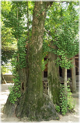 画像:八龍神社のイチョウ_1