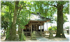 画像:八龍神社のイチョウ_2
