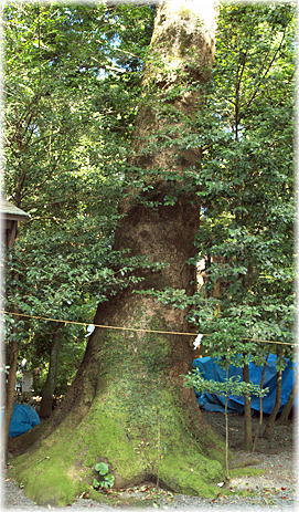画像:都農神社のクスノキ
