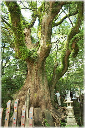 画像:瓜生野八幡神社のクスノキ/入口のクス(幹と並ぶ)