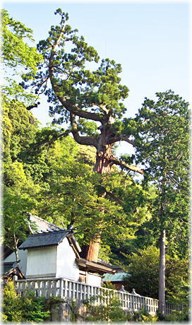 画像:宇波西神社の大スギ