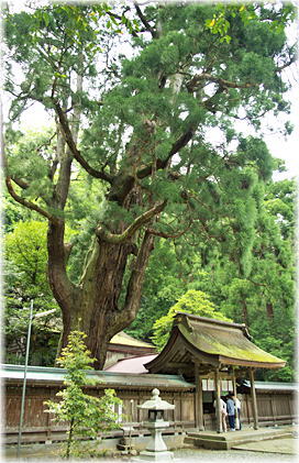 画像:若狭姫神社の千年杉