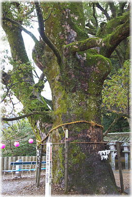 画像:薬王寺の大楠