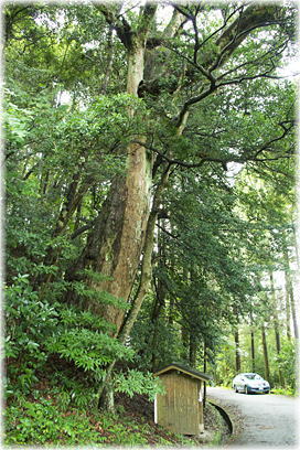 画像:山田神社のイチイガシ