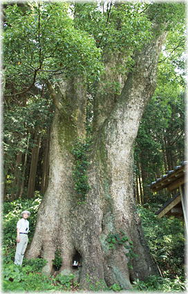 画像:横山の大樟(幹と並ぶ)