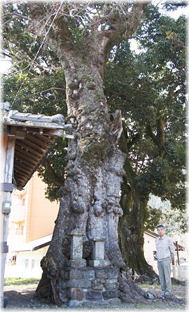 画像:若宮神社のムクノキ(幹と並ぶ)