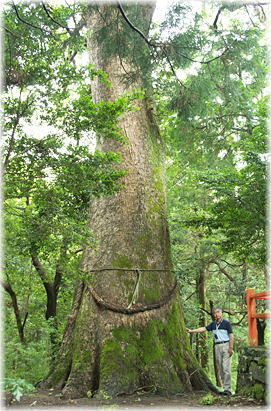 画像:榎原神社の夫婦楠(夫楠)(幹と並ぶ)