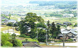 画像:下宮神社のタブノキ(遠景)