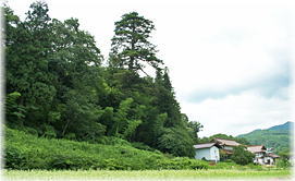 画像:湯木のモミ(遠景)