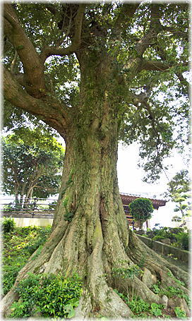 画像:西光寺の椎ノ木