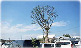 画像:栄町のケヤキ(全景)