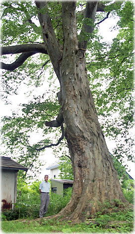 画像:油川熊野宮のケヤキ(幹と並ぶ)