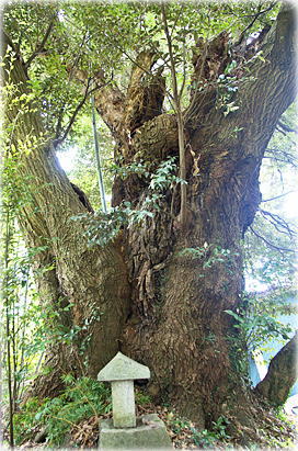 画像:秋山のシイ(南)
