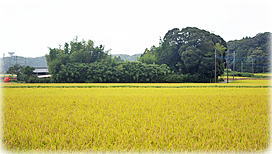 画像:秋山のシイ(南)(遠景)