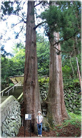 画像:荒船神社の夫婦杉(幹と並ぶ)